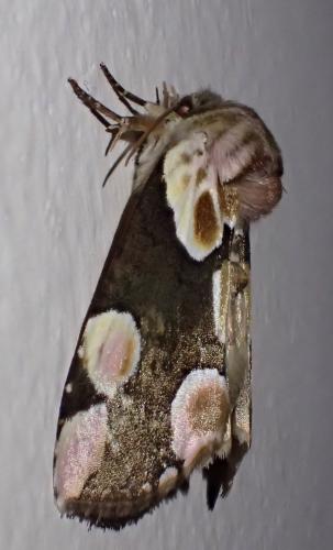 Réf. 234 823 : Thyatira batis